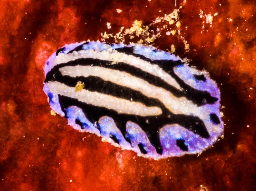 Phyllidiopsis sphingis
